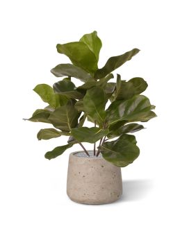 Artificial Royal Lyrata plant 45 cm