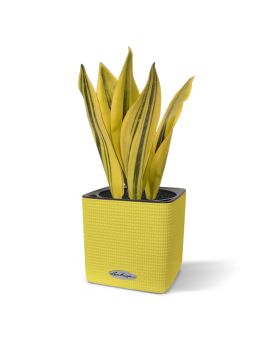 Sanseveria artificial plant 30 cm yellow-green