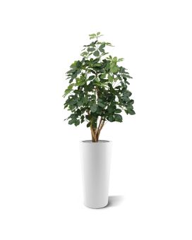 Artificial Schefflera Exotica 120 cm FR