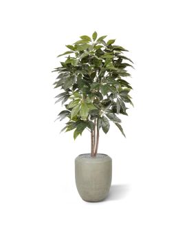 Artificial Scheflera Amate tree 150 cm