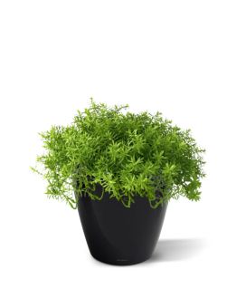 Artificial Senecio succulent plant 30cm