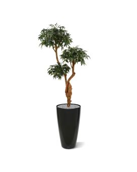 Artificial Shirakashi Bonsai tree 160 cm
