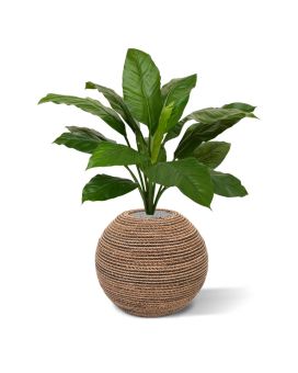 Artificial Spathiphyllum King 80cm green (bush)