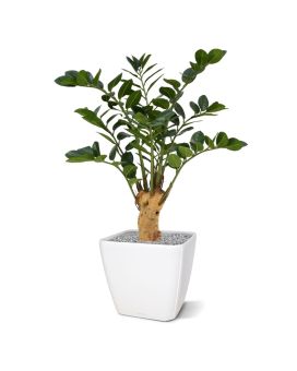 Artificial Zamioculcas 65 cm on foot