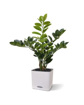 Zamioculcas artificial plant 55 cm