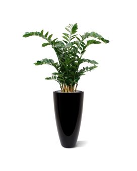 Artificial Zamioculcas XL 120 cm