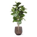 Lyrata Deluxe artificial tree 170 cm