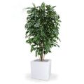 Fireretardant Artificial Ficus Exotica Deluxe 150 cm green FR