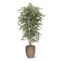 Artificial Ficus Exotica Deluxe 210 cm variegated