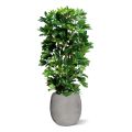 Artificial Schefflera column plant 120cm