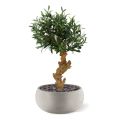 Artificial Olive Bonsai tree 60cm on foot