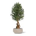 Artificial Olive Bonsai Deluxe 150cm