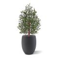 Artificial Olive Bonsai artificial Deluxe 100cm UV