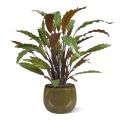 Artificial red Calathea 60 cm in pot