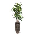 Draceana Fragrans XL artificial tree 170 cm