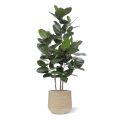 Ficus Audrey Artificial Plant 160cm