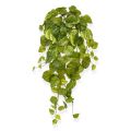 Artificial Pothos hangingplant 55 cm varigated