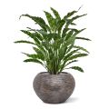 Artificial Calathea Leopardina plant 60cm