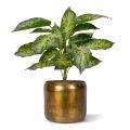 Aglaonema Artificial Plant 40cm