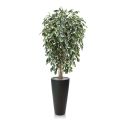 Artificial Ficus Exotica Deluxe 150 cm variegated