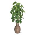 Alocasia Calidora Giant deluxe artificial tree 210 cm