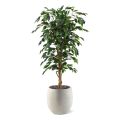 Ficus Benjamini artificial tree 150 cm