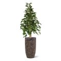 Artificial Ficus Exotica 120cm green