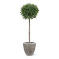 Artificial Ilex ball on trunk 135 cm UV