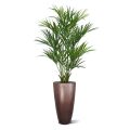 Artificial Kentia Palm tree XL Deluxe 190cm