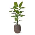 Artificial Strelitzia Nicolai plant 210cm