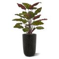 Artificial Red Calathea Makoyana plant 60cm
