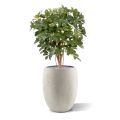 Artificial Schefflera plant 80cm