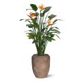 Artificial Strelitzia Deluxe 145cm