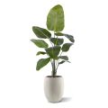 Artificial Strelitzia Nicolai plant 150cm