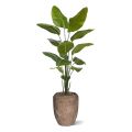 Artificial Strelitzia Nicolai plant 175cm