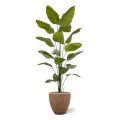 Artificial Strelitzia Nicolai plant 225cm