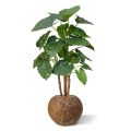 Alocasia Calidora Deluxe x4 125 cm