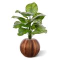 Calathea Fasciata artificial plant 70 cm