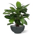 Artificial Calathea Rosea Picta 80cm