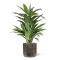 Artificial Draceana plant Green 80cm