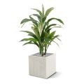 Artificial Draceana plant variegated 80 cm