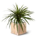 Artificial Draceana Marginata Bouquet 50 cm