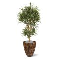 Artificial Draceana Reflexa Anita tree 160 cm