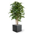 Artificial Ficus Exotica Deluxe 125 cm green