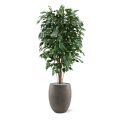 Artificial Ficus Exotica Deluxe 150 cm green