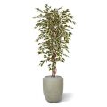 Ficus Hawai artificial tree 150 cm