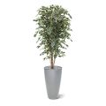 Artificial Ficus Exotica Deluxe 180 cm variegated