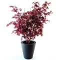 Acer Maple Y deluxe 160cm burgundy