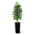 Artificial Longifolia Royal 175 cm