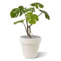 Monstera artificial plant 50 cm